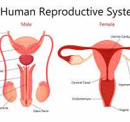 Discuss the Reproductive Systems